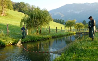 Bachsaiblinge und Lachsforellen von Decleva‘s Alpenfisch